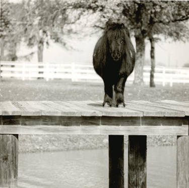 Bitty alone on the dock
