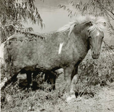 Itty in a stand of trees