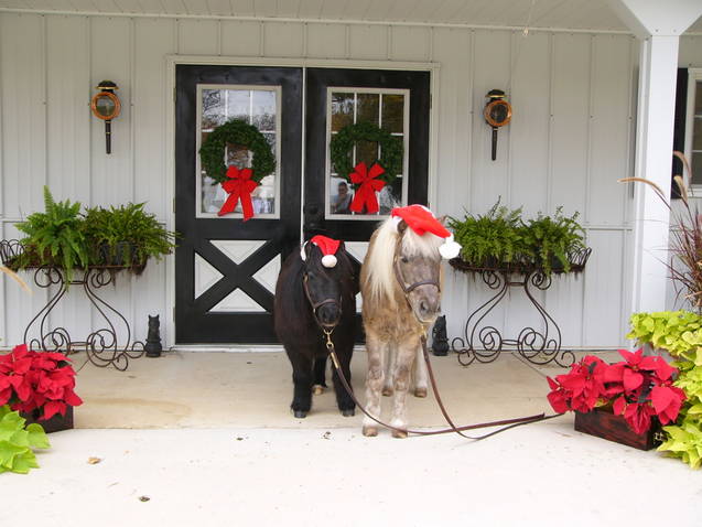 Itty and Bitty as Santa's Mini Helpers