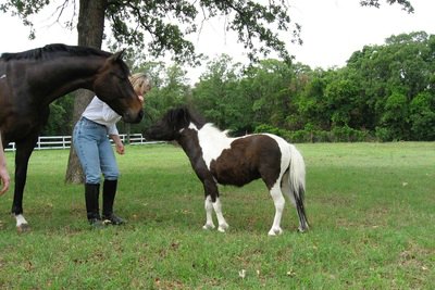 A pinto mini and a big pal! A pinto mini and a big pal!