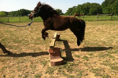 And one who can jump! And one who can jump!