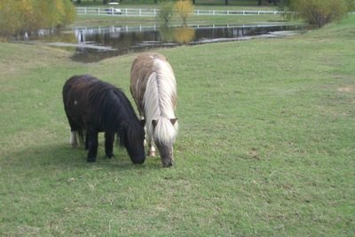 Companionship Companionship
