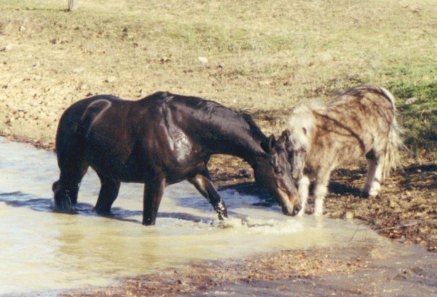 Troy showing Itty how to take a bath