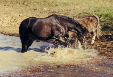 Troy splashing Itty