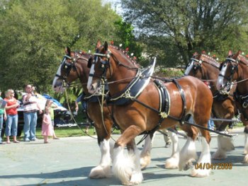 Clydesdales Clydesdales