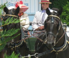Horse show 2 Horse show 1