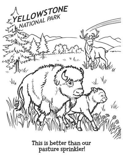 Itty and Bitty Coloring Bison and not Buffalo Itty and Bitty Coloring Bison and not Buffalo