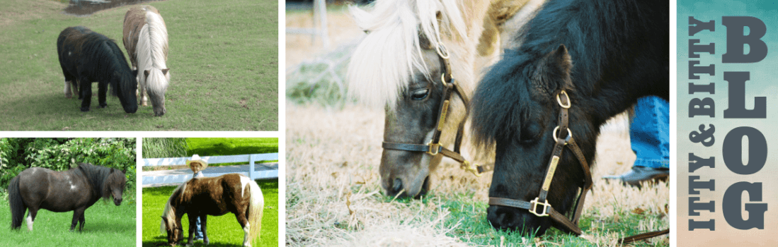 Itty & Bitty Blog