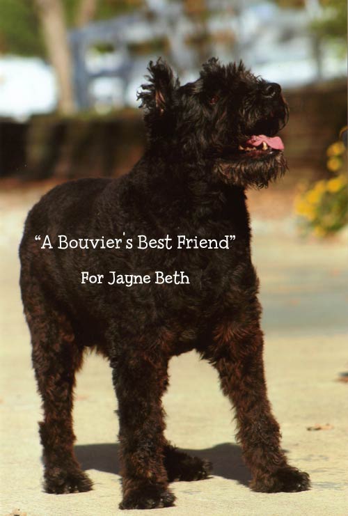 A Bouvier's Best Friend