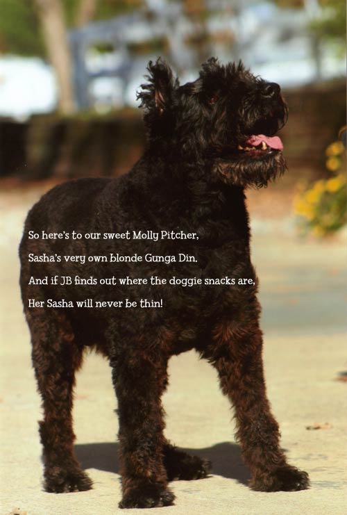 A Bouvier's Best Friend