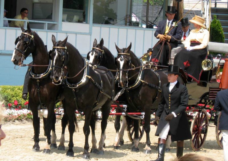 Devon Horses and Carriage