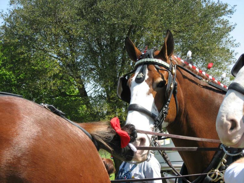 Devon Horse