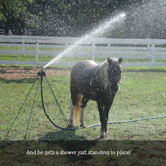 Summer at Steele Away Farm